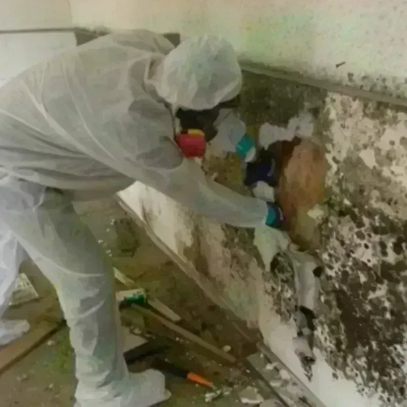 Mold Remediation and Removal in Laramie County, WY